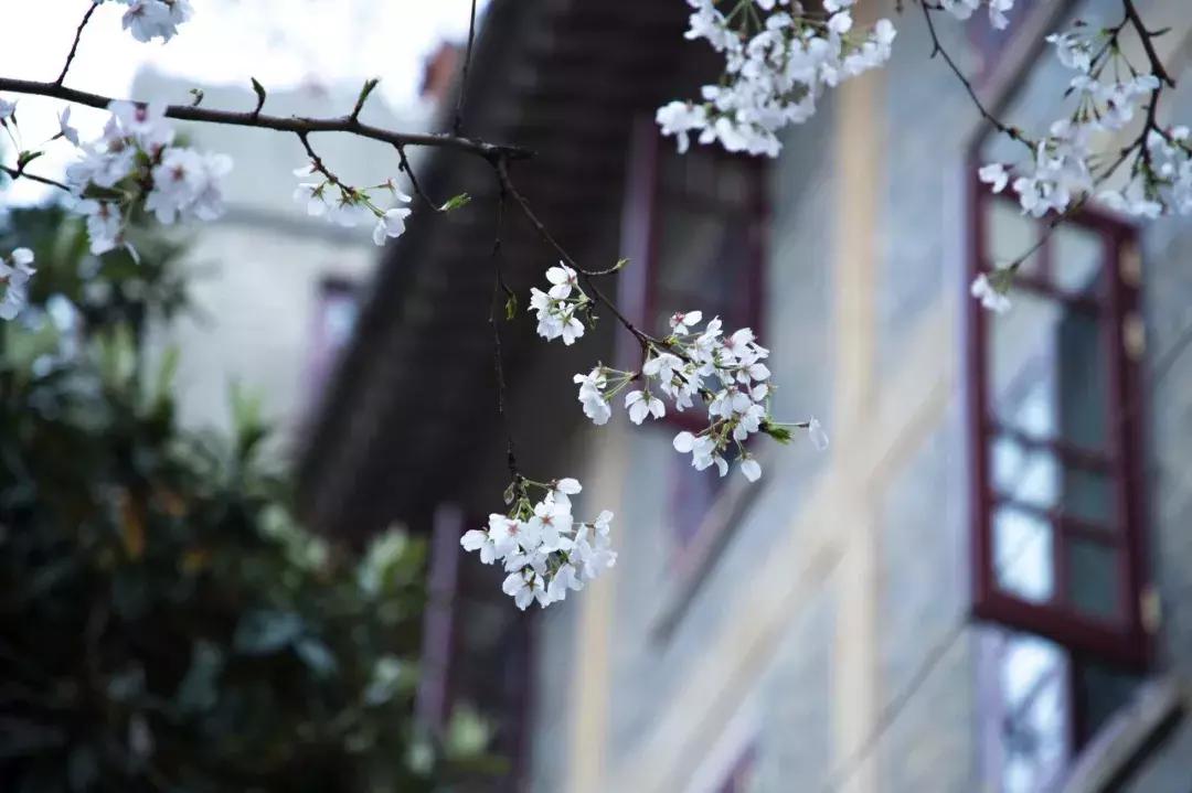 武汉樱花吹成樱花雨，一场视觉与情感的盛宴