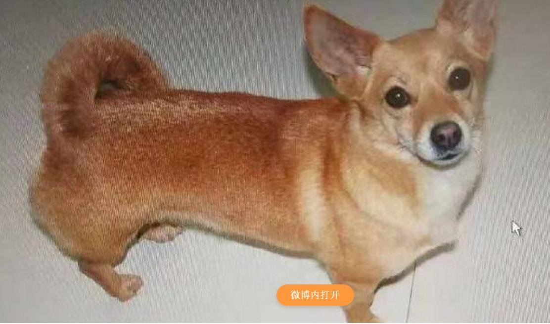 山东滨州一男童失联3天后确认身亡，深度解析事件背后的真相与反思