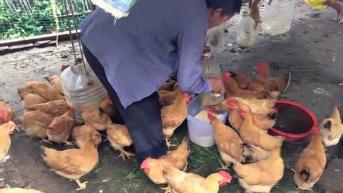 家庭喂鸡视频大全，从入门到精通的养鸡指南
