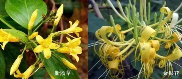 一家六口误用断肠草煲汤食用后中毒事件分析