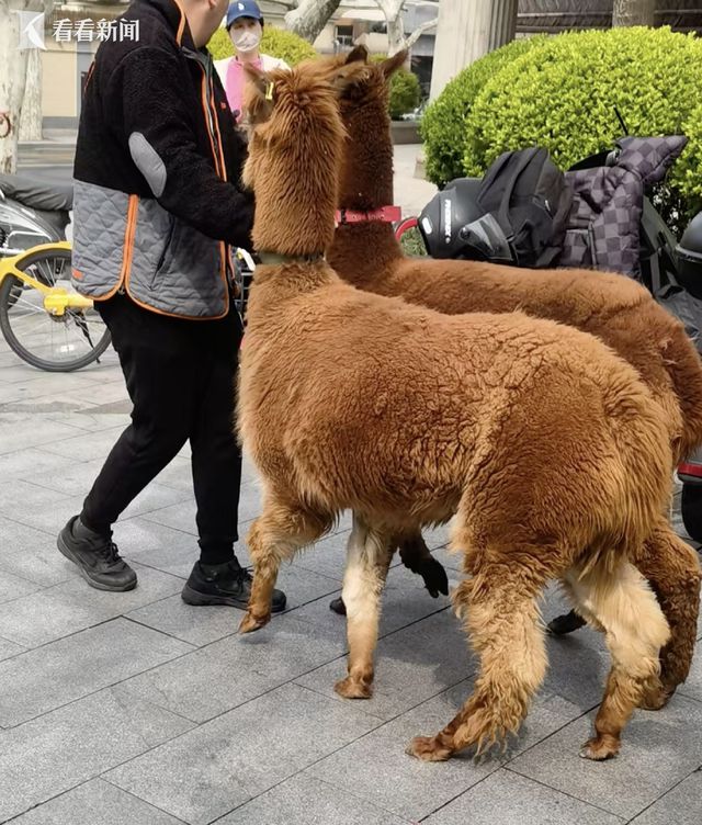上海两只羊驼越狱街头撒欢