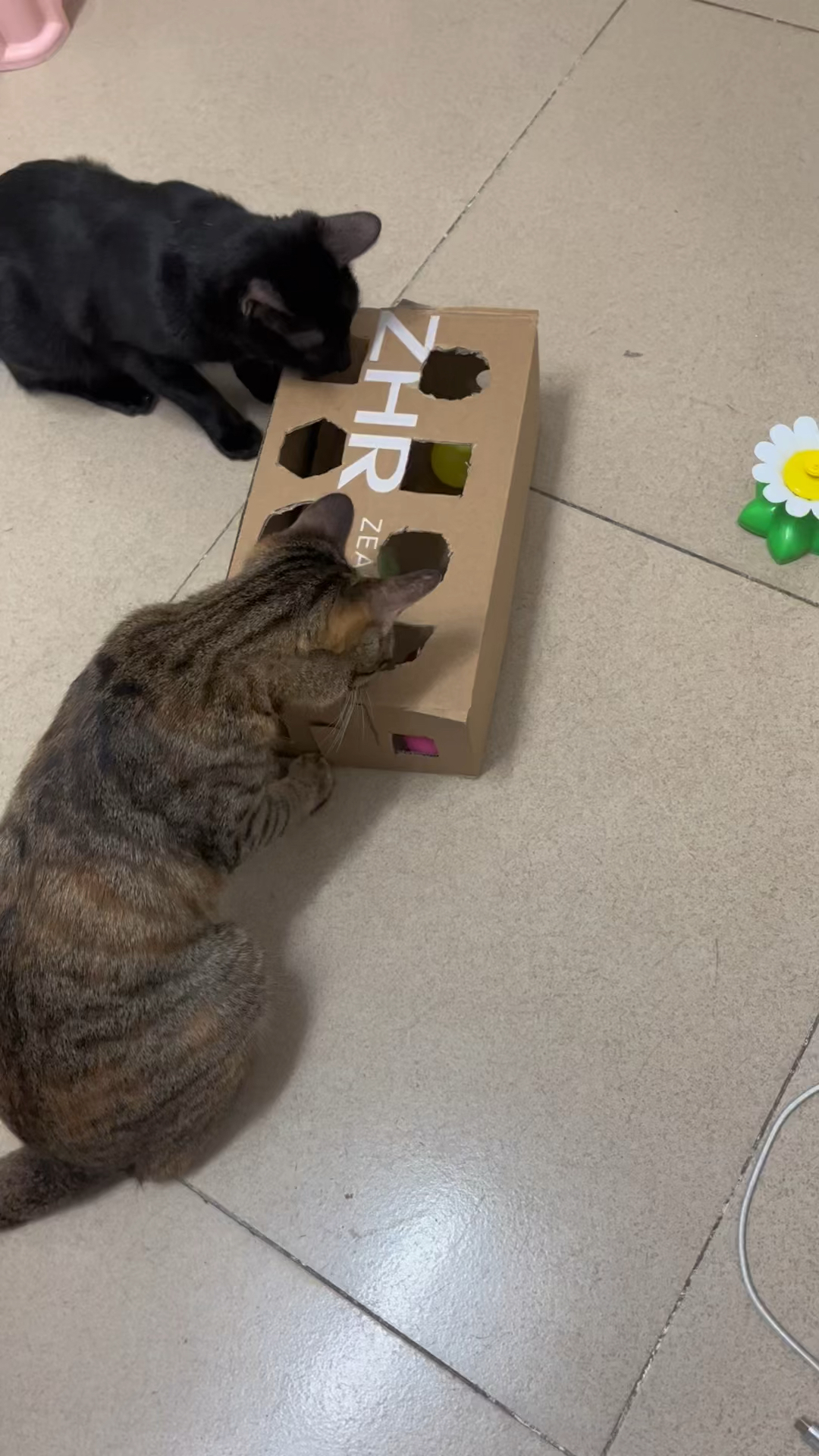 用塑料板打造遛猫神器，轻松解决猫咪日常活动需求