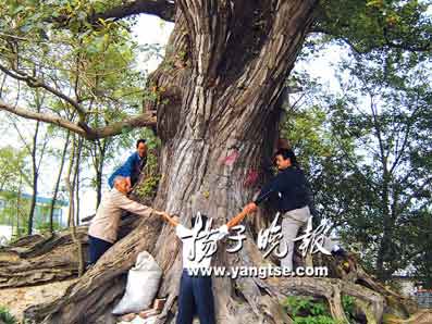 湖南一中学门口三百年古银杏树被砍事件，背后的故事与反思
