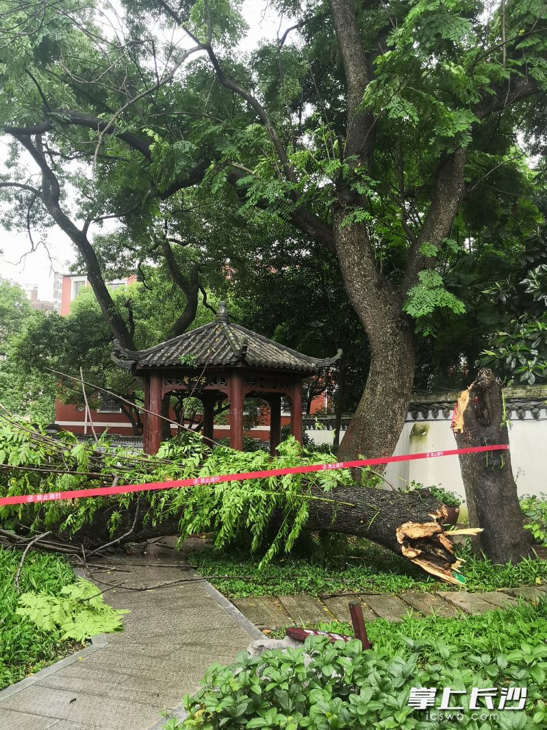 湖南一中学门口三百年古银杏树被砍事件，背后的故事与反思