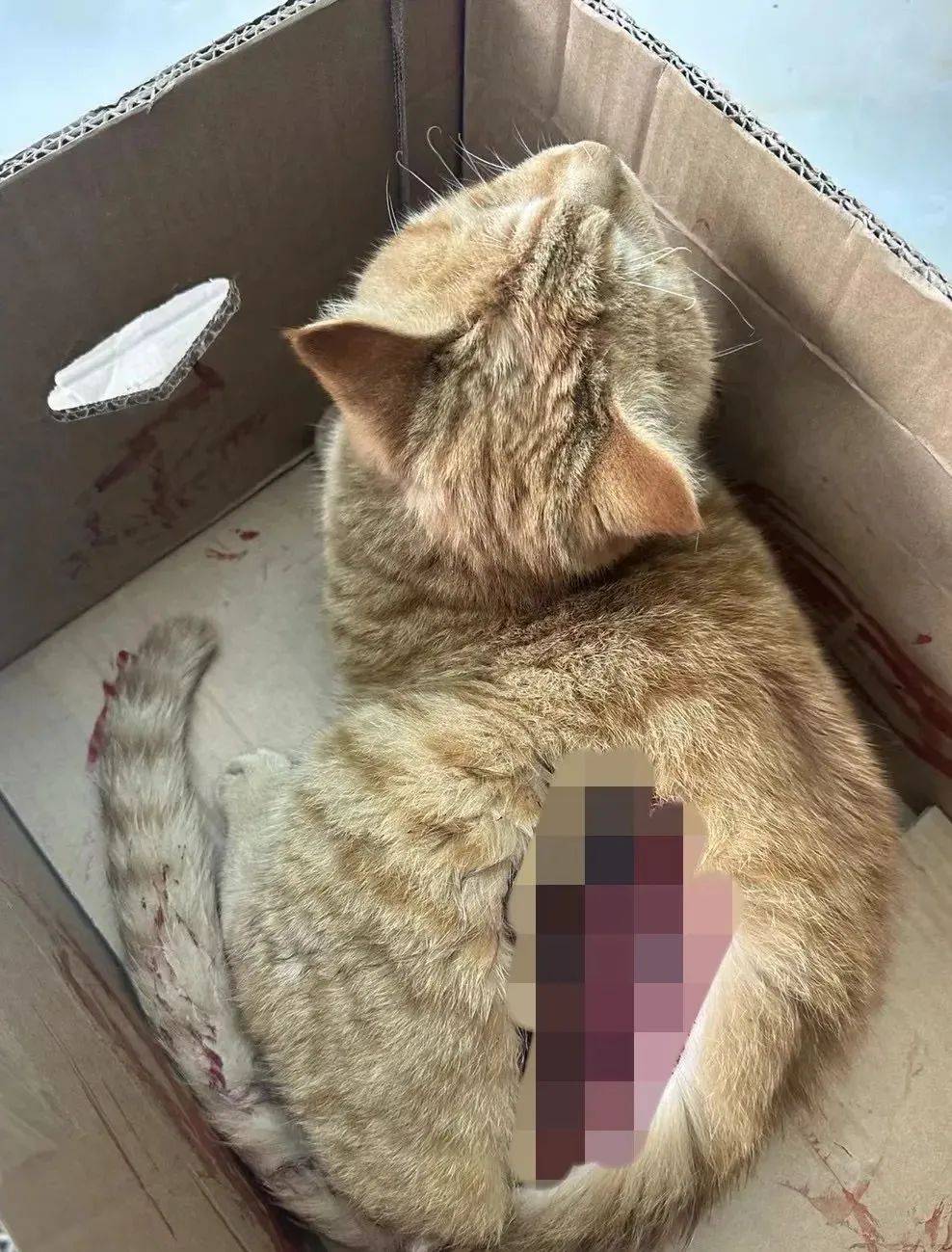 警方回应猫被砍四肢事件，守护每一个弱小生命