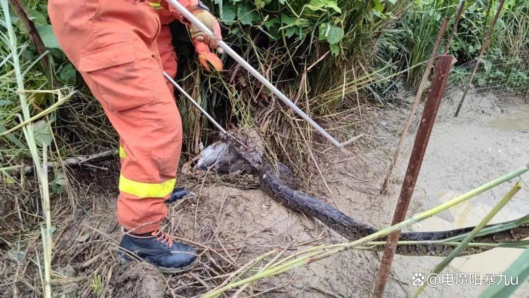网友担心福建失踪男孩遭遇蟒蛇，一次引发广泛关注的失踪事件