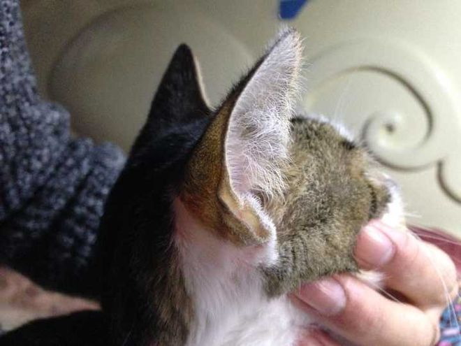 耳中取出活体猫螨虫——全面指南