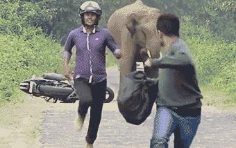 野象袭击人事件，探寻背后的真相与反思