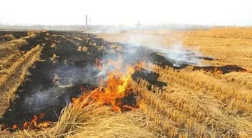 河南洛阳两地因焚烧秸秆被扣罚财力，反思与启示