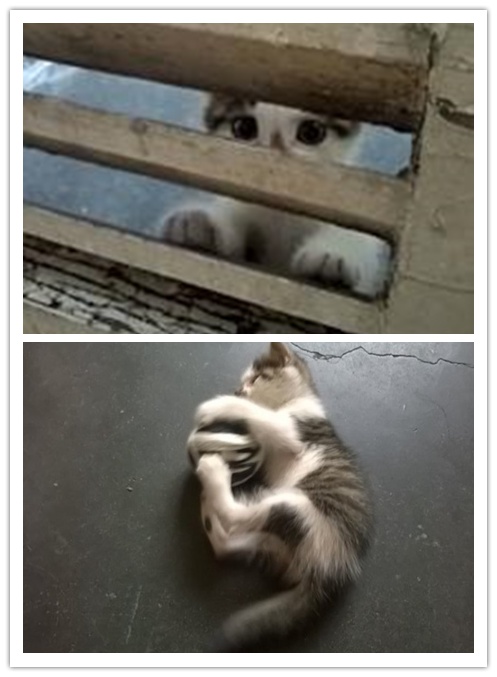 起猛了，养到能吃猫的花了