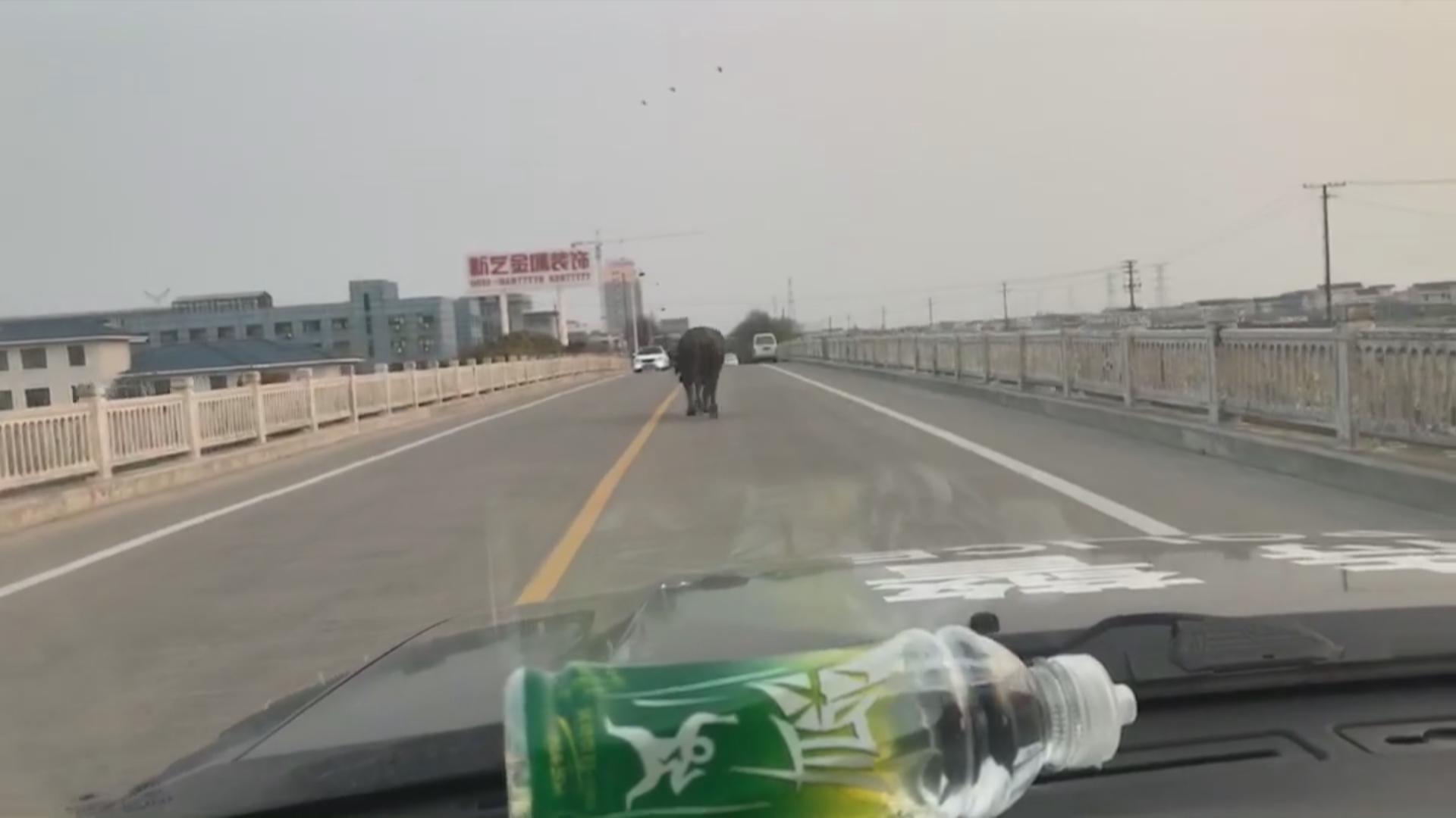 疯牛撞人受伤怎么赔偿？全面解读赔偿流程与要点