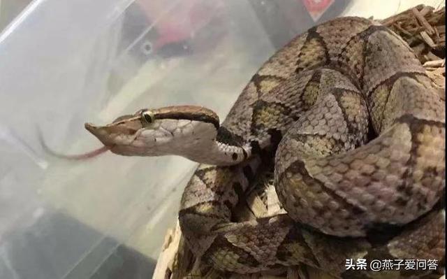 大爷遭遇五步蛇咬伤，一脚踩死带蛇就医