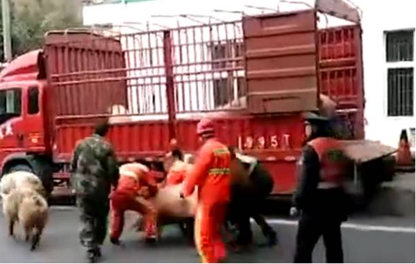 惊现！30头猪大闹高速，上演现实版动物飙车大战！