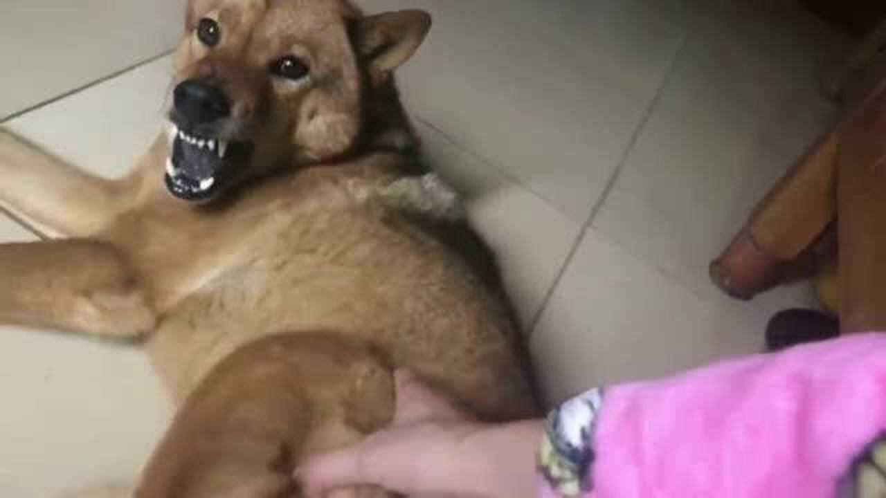 柴犬遭遇马犬咬脸挑战，愤怒龇牙却选择退让