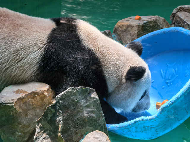 建立动物园的意义及其属于何种保护类型