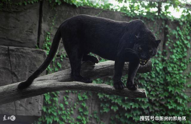 黑豹肚子大行走困难——探寻背后的故事