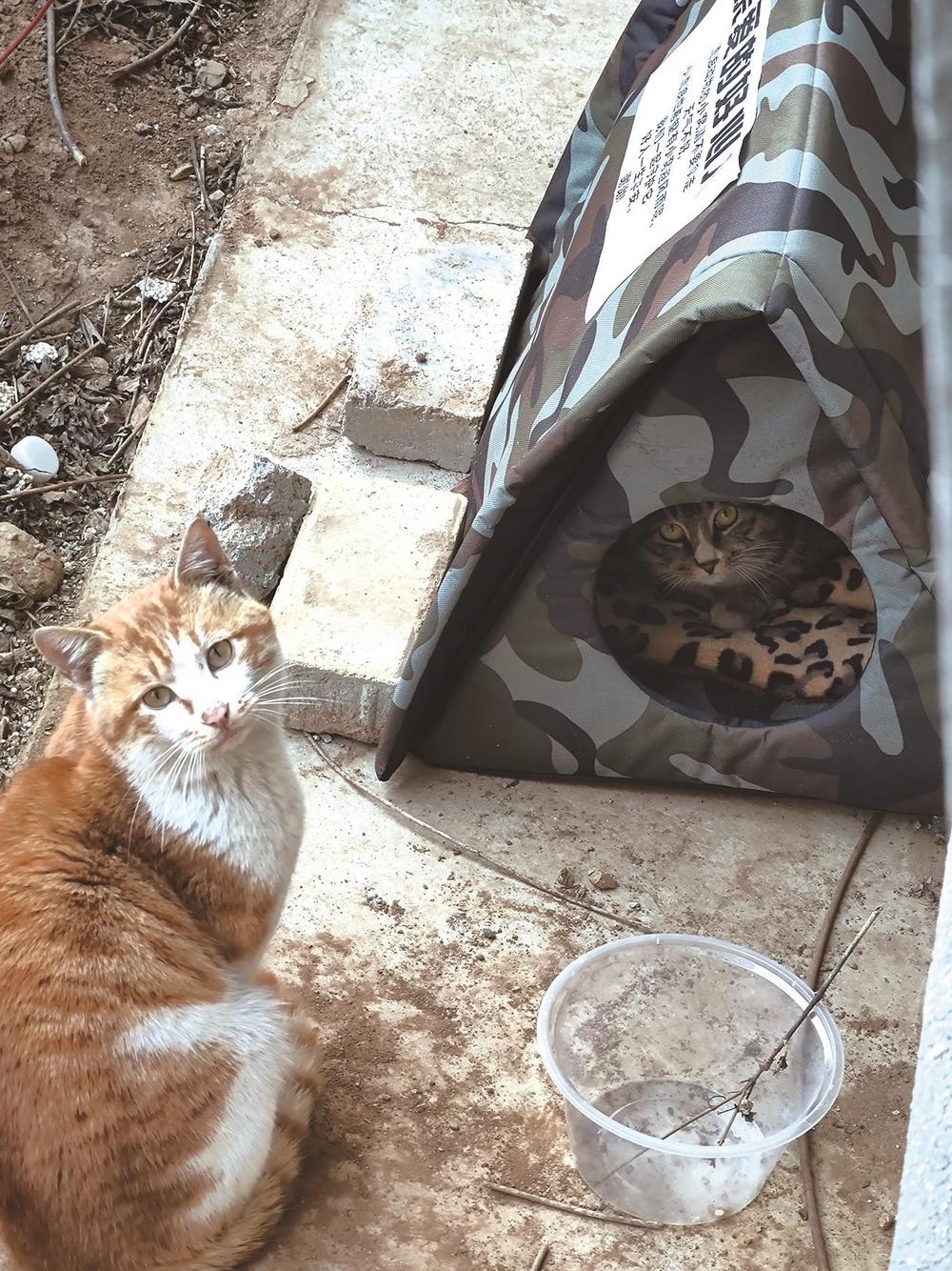 男子开设流浪猫火锅店，温暖冬日里的暖心故事