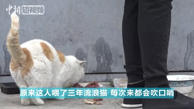男子开设流浪猫火锅店，温暖冬日里的暖心故事