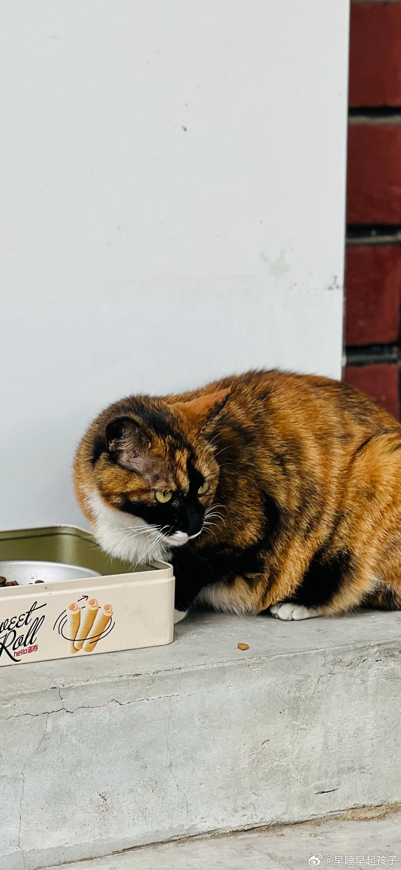男子开设流浪猫火锅店，温暖冬日里的暖心故事