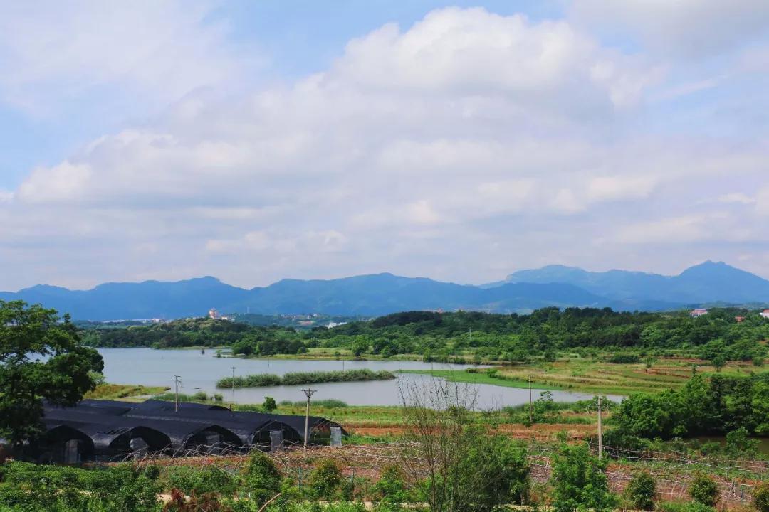 揭秘直播间买8盒蓝莓到手每盒仅5颗的背后真相