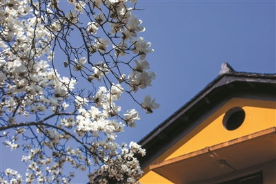 玉兰传奇，河南大爷80岁踏访法喜寺，探寻500岁玉兰的千年魅力