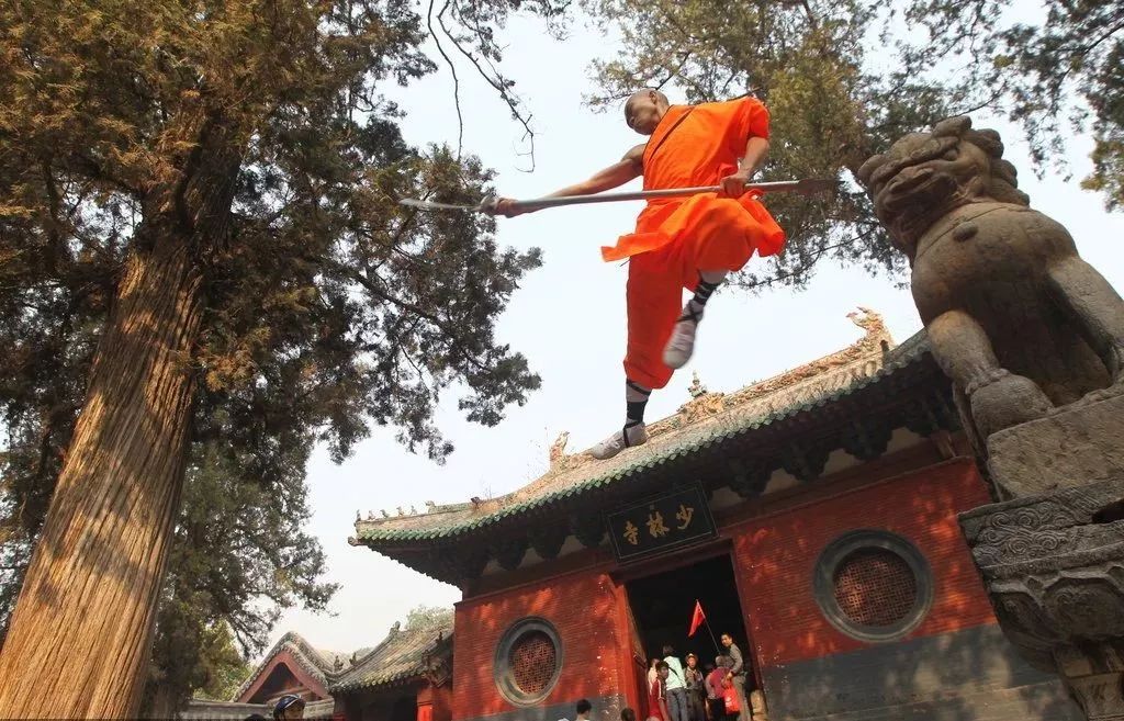 玉兰传奇，河南大爷80岁踏访法喜寺，探寻500岁玉兰的千年魅力