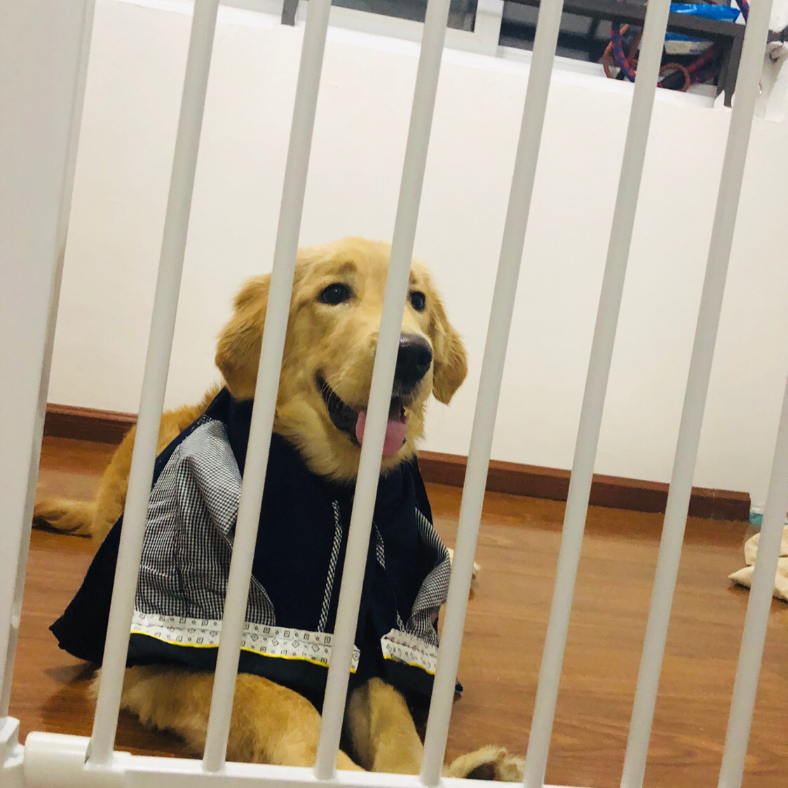 狗狗凶人护玩具，五花大绑罚站记