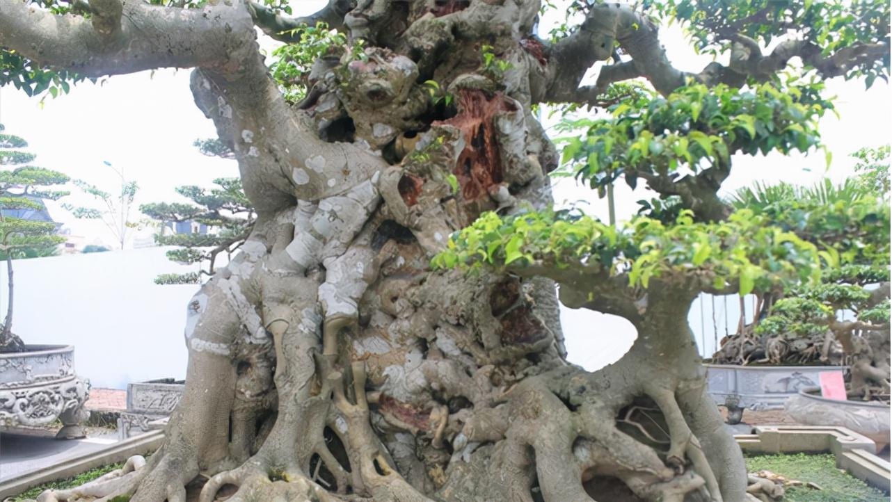 千年古树传奇，探寻那棵历经六百载岁月的古树