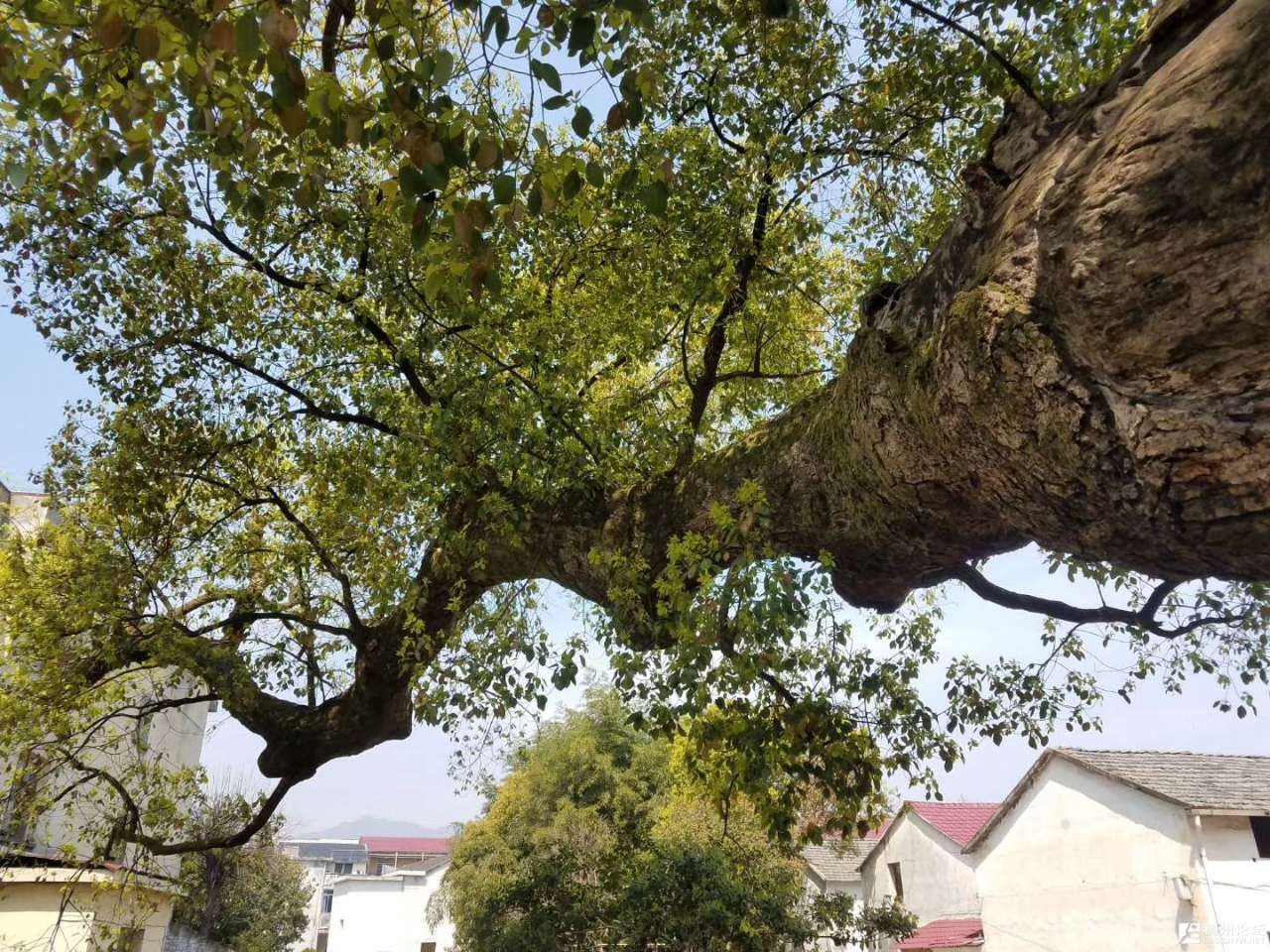 六百年的古树，时光流转下的传奇