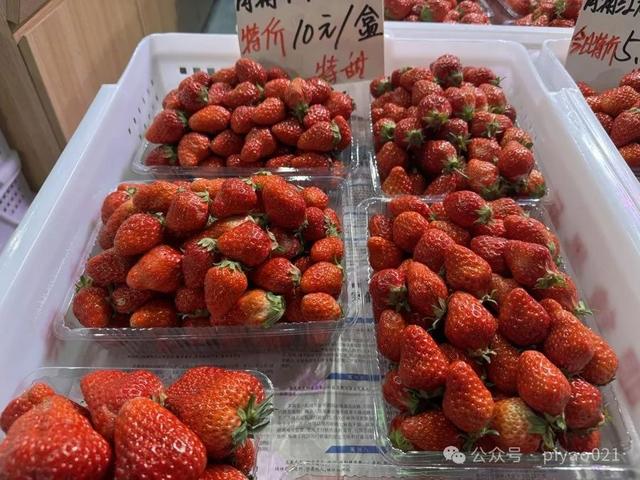 草莓瘟症状，深入了解与防治策略