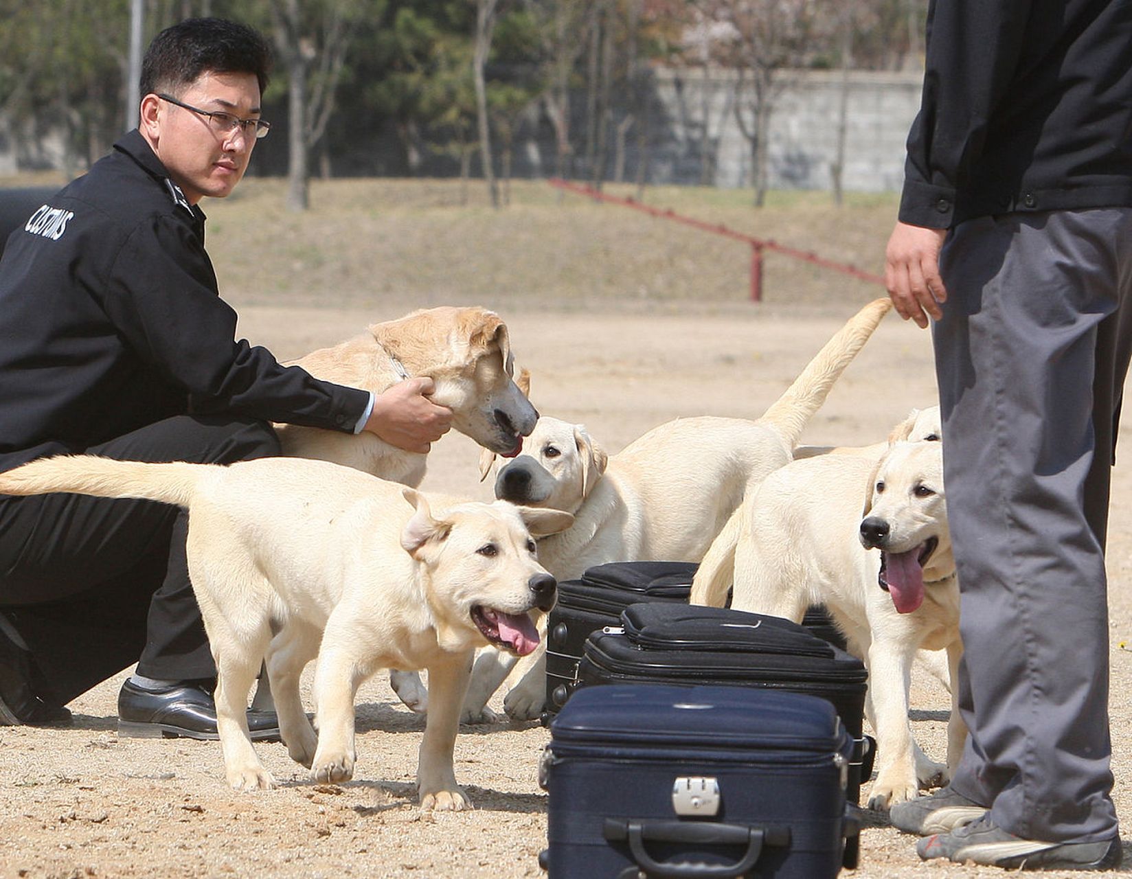 呼吁领养退役缉毒犬，给英雄一个温暖的家
