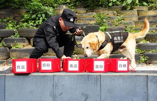 呼吁领养退役缉毒犬，给英雄一个温暖的家