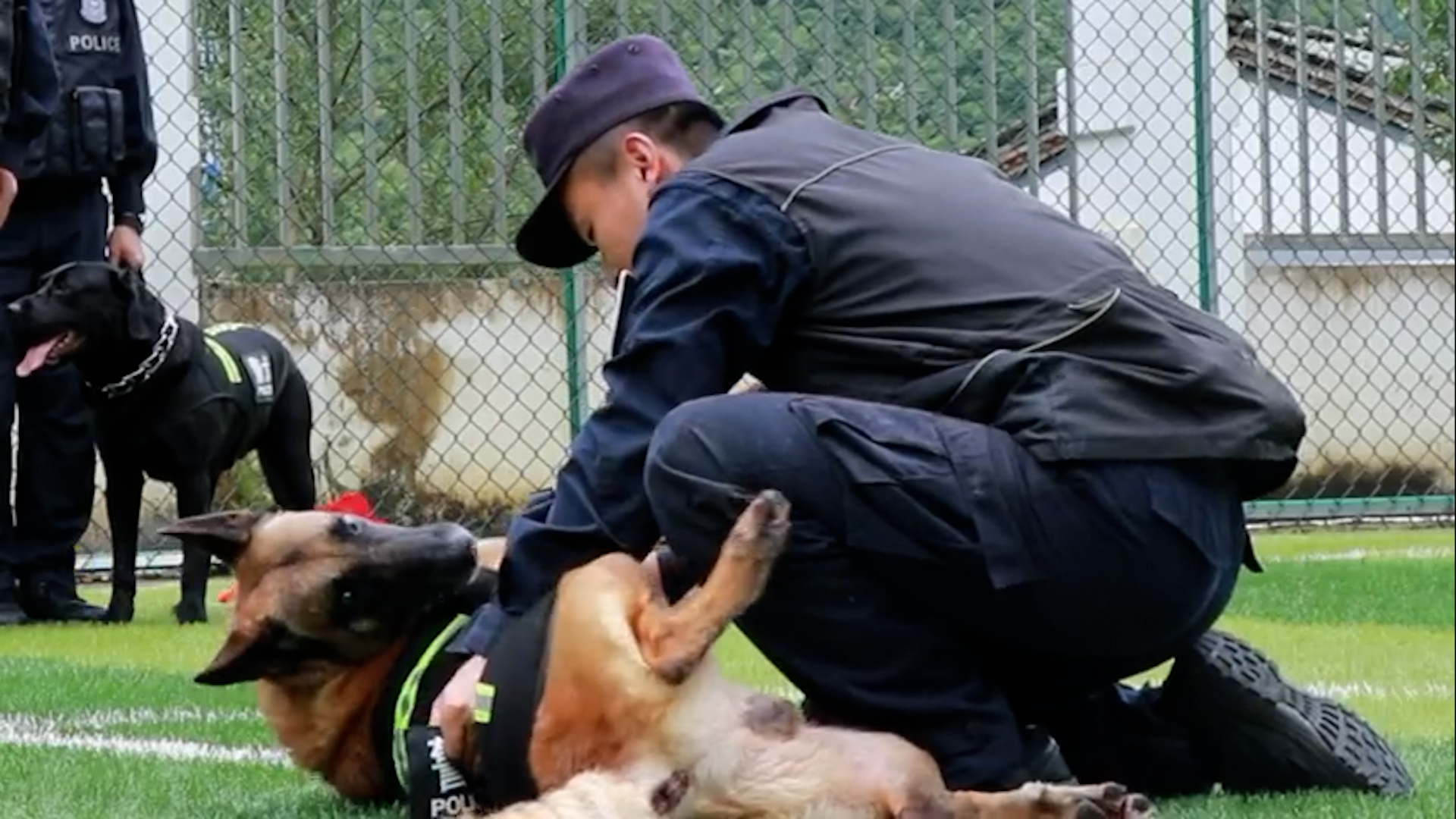 呼吁领养退役缉毒犬，给英雄一个温暖的家
