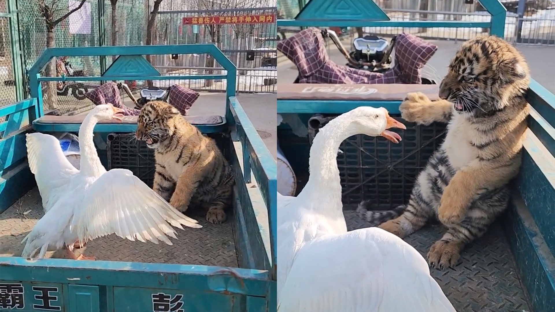 大鹅的晚餐秀，老虎被逼至角落