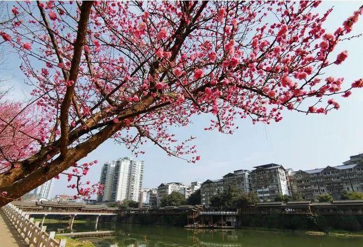 公园采花起风波，爸爸带娃采花被阻止引发的冲突事件