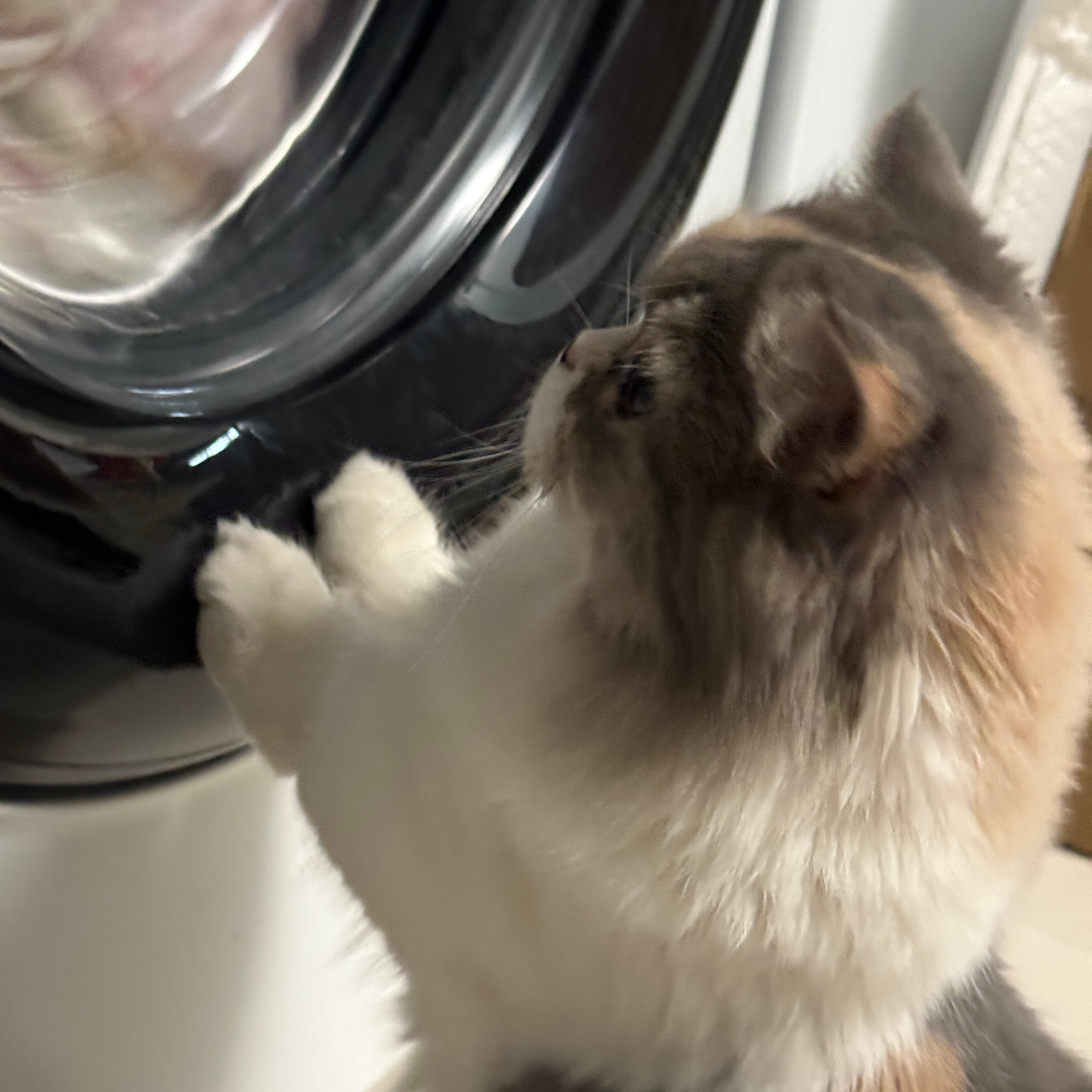 猫星人奇遇，洗衣机里的五分钟洗礼