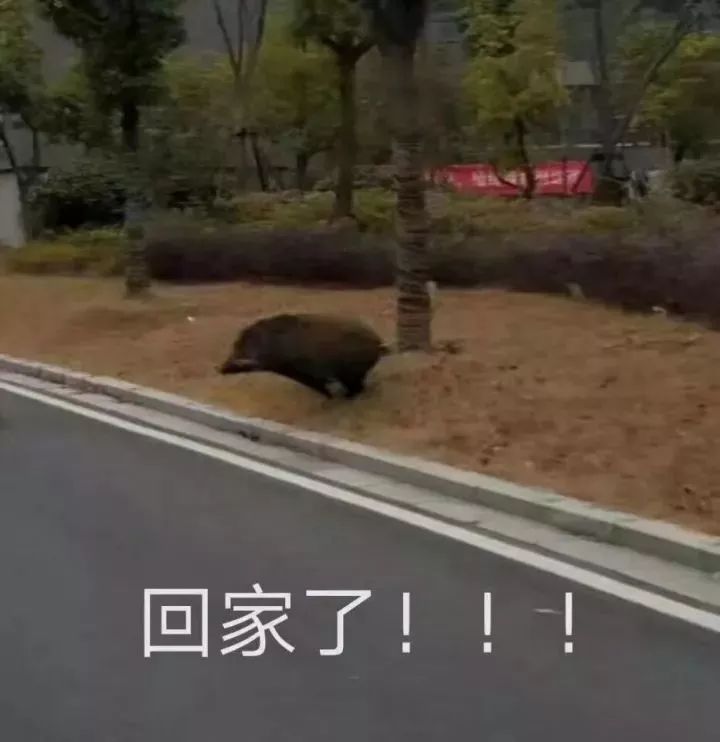 上海某公寓楼下野猪出没，惊险追赶行人事件