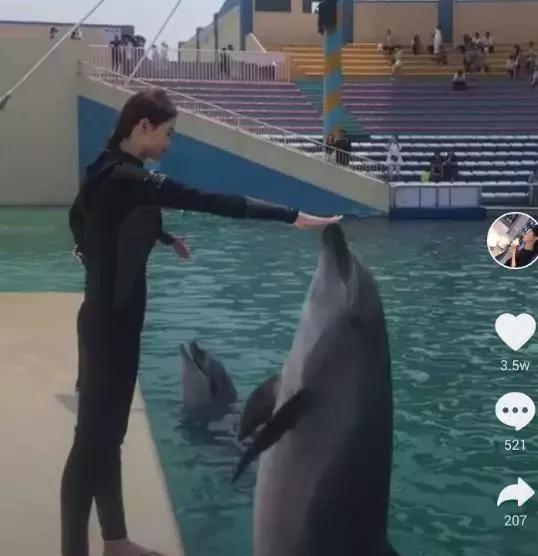 女子旅游遇见海豚，才艺惊艳四座
