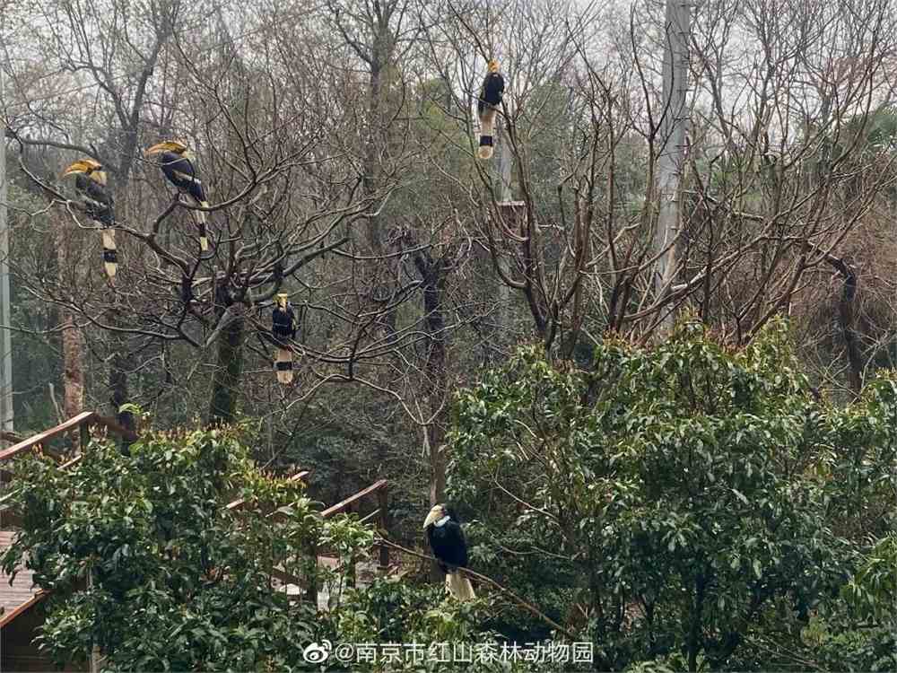 南京红山动物园拒绝动物表演火了