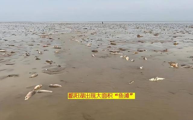 鄱阳湖退水大量鱼搁浅 渔政紧急提醒