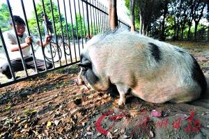 边牧墓区偷吃供品，胖成百斤肥猪的离奇故事