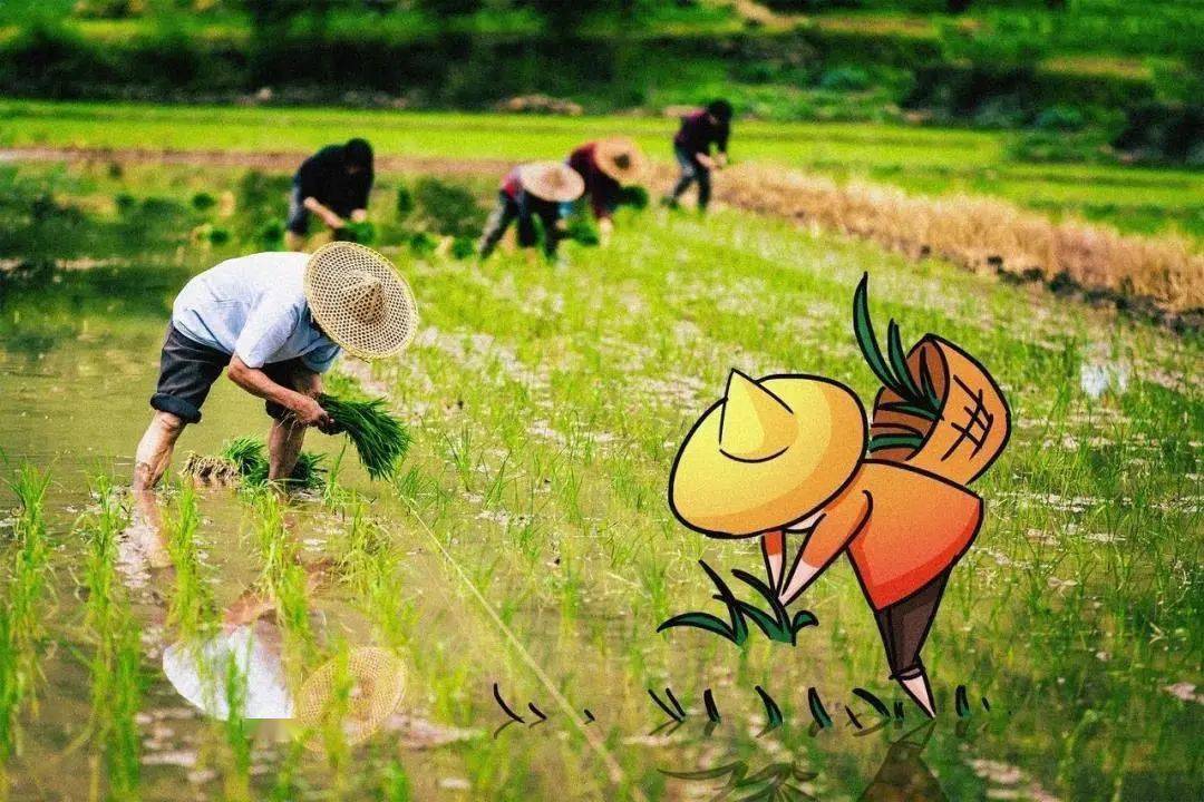 揭秘藏在节气里的农事密码
