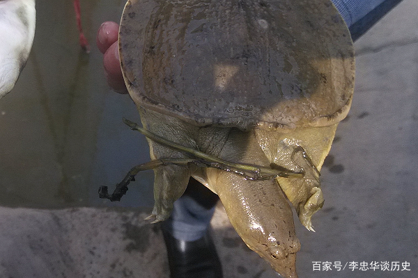 警惕重现，二十年前的甲鱼骗术再次浮出水面
