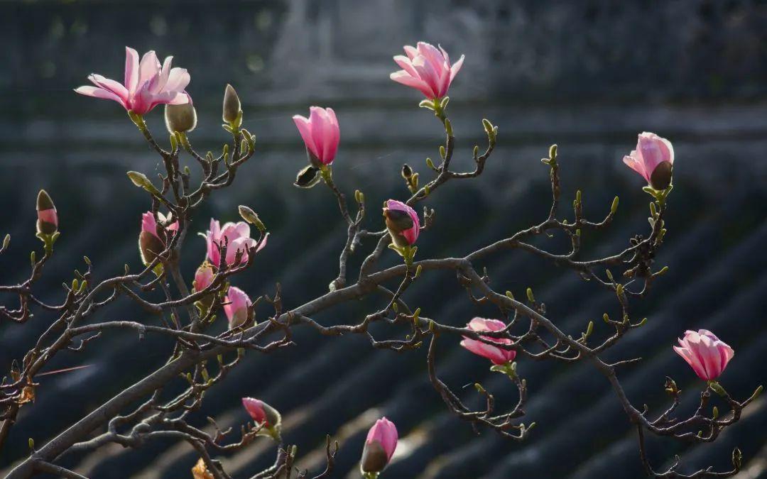全国唯一的400多岁古旱莲开花，绽放的历史与自然的奇迹
