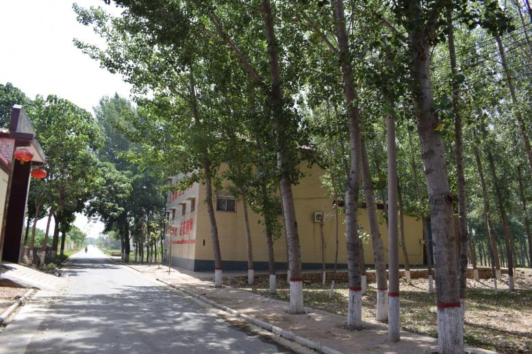 河北一道路现方形绿化树，当地回应引发热议