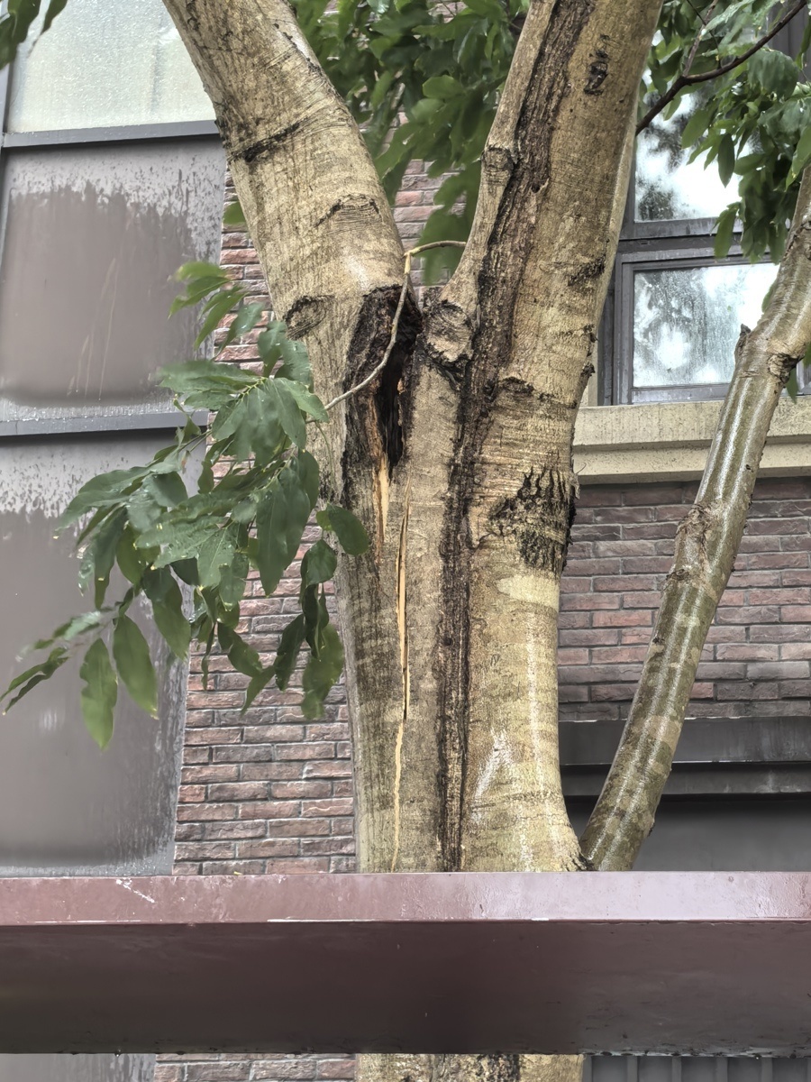 北京遭遇大风袭击，超千株树木遭殃