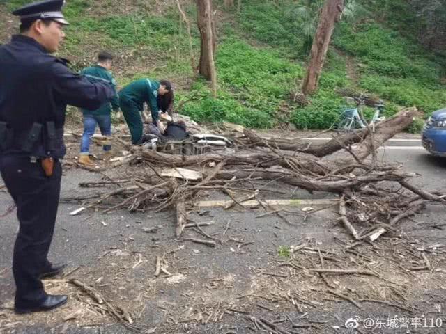 骑车遭遇意外，被树砸倒身亡——悲剧背后的警示与思考