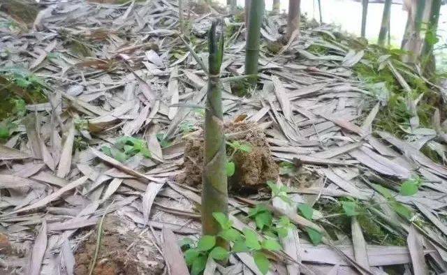 揭秘竹笋破土背后的五年时光，探寻自然之秘