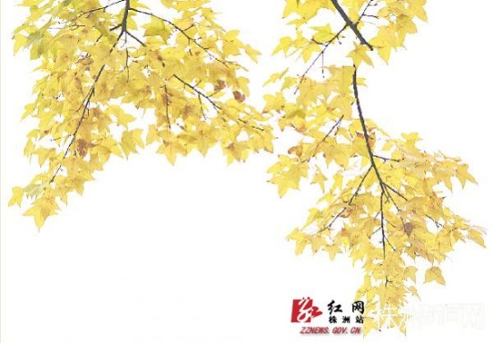 大风中的柳絮，飘散的美丽与生命的转折