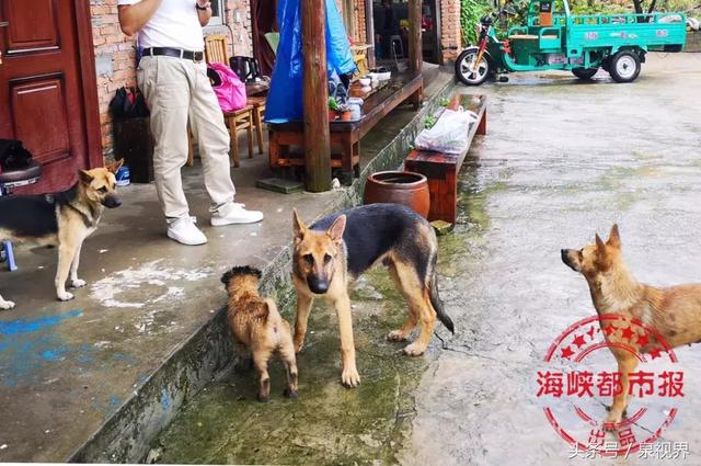 男孩遭七只恶狗撕咬，引发社会关注与思考